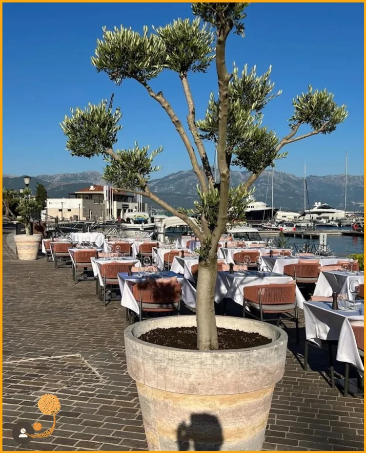 Tasarım ve Fonksiyonel Bahçe Mobilyaları